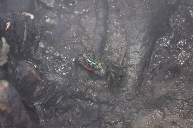 Çamurlu delikte saklanan mangrov yengeci.