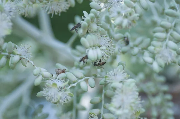 Honungsbi Pollinering Unga Arecaceae Blomma — Stockfoto