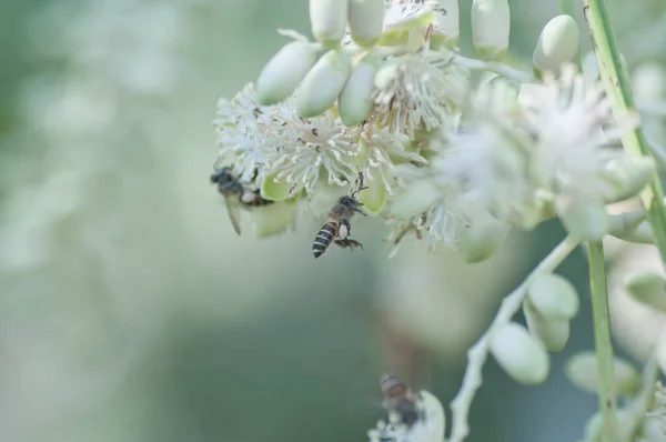 Επικονίαση Μελισσών Νεαρό Λουλούδι Arecaceae — Φωτογραφία Αρχείου