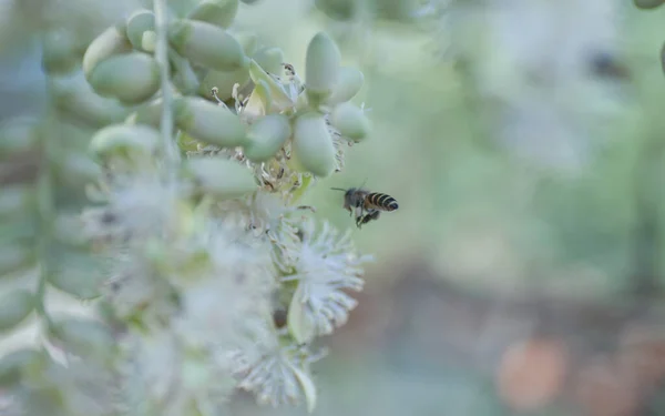 蜂蜜蜜蜂授粉对小槟榔科花卉的影响 — 图库照片