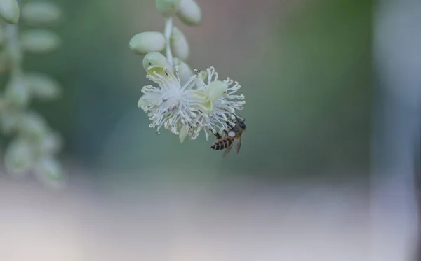蜂蜜蜜蜂授粉对小槟榔科花卉的影响 — 图库照片