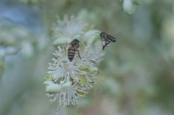 Mézelő Méhek Beporzása Fiatal Arecaceae Virágokon — Stock Fotó