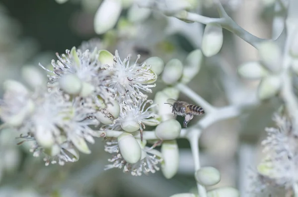Opylení Včely Medonosné Mladé Květy Arekytovitých — Stock fotografie
