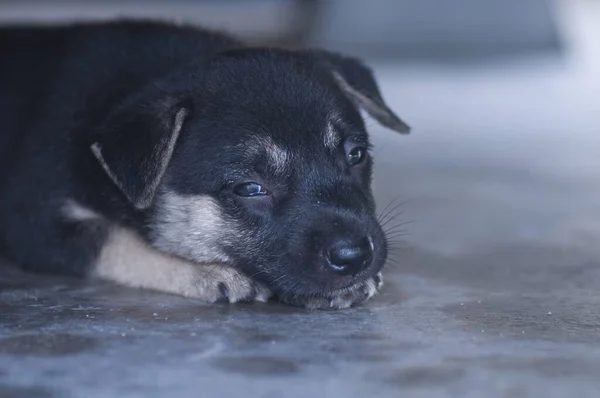 All Cute Puppy Expression — Stock Photo, Image