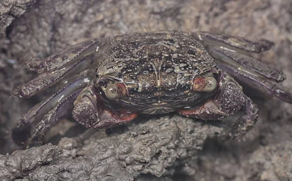 泥だらけの穴に潜るマングローブカニ — ストック写真