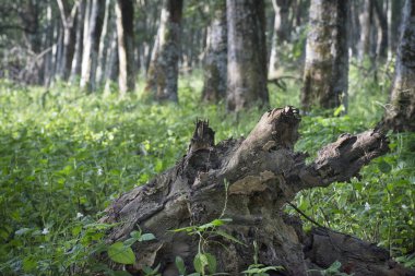 Lastik ağaç çiftliğinin manzarası.