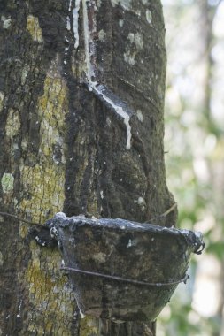 Lastik ağaç çiftliğinin manzarası.