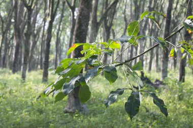 Lastik ağaç çiftliğinin manzarası.