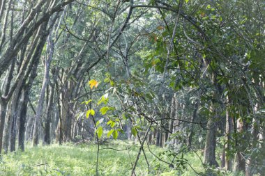 Lastik ağaç çiftliğinin manzarası.