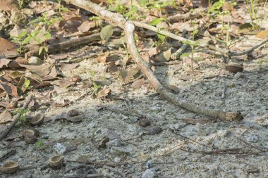 Lastik ağaç çiftliğinin manzarası.
