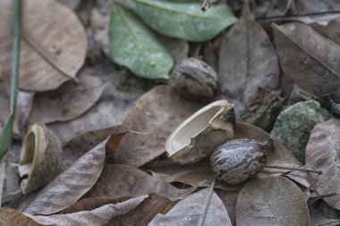 Lastik ağaç çiftliğinin manzarası.