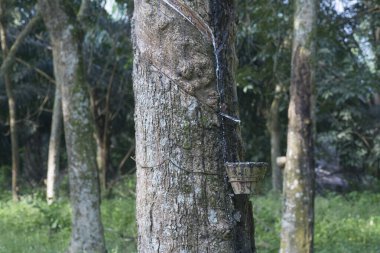 Lastik ağaç çiftliğinin manzarası.