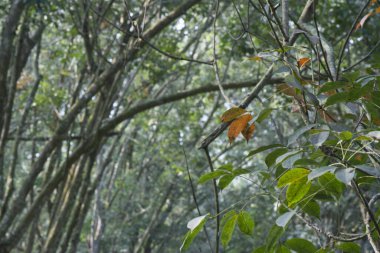 Lastik ağaç çiftliğinin manzarası.