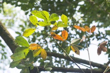 Lastik ağaç çiftliğinin manzarası.