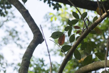 Lastik ağaç çiftliğinin manzarası.