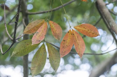 Lastik ağaç çiftliğinin manzarası.
