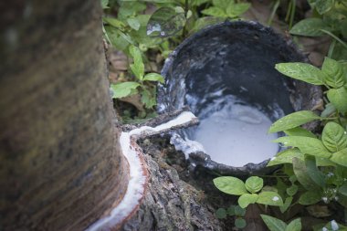 Lastik ağaç çiftliğinin manzarası.