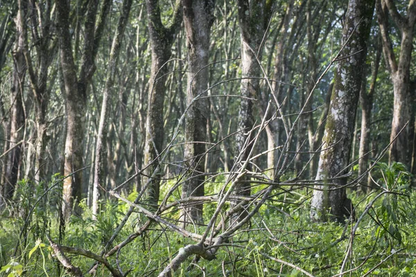 ゴムの木の農場の風景 — ストック写真