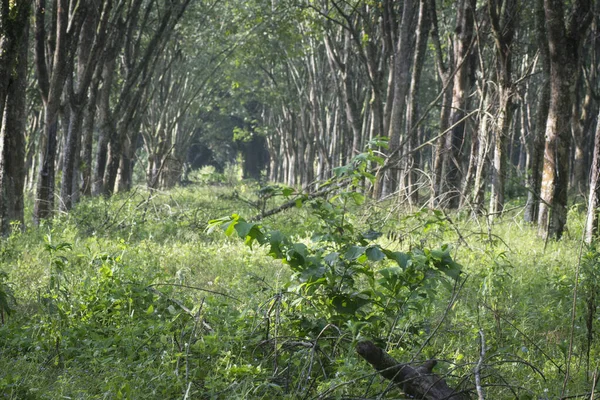 Décor Ferme Arbres Caoutchouc — Photo