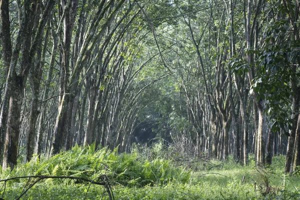 Décor Ferme Arbres Caoutchouc — Photo