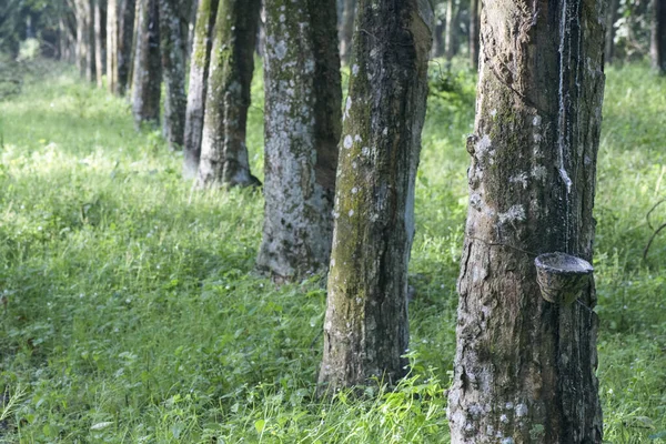 Décor Ferme Arbres Caoutchouc — Photo