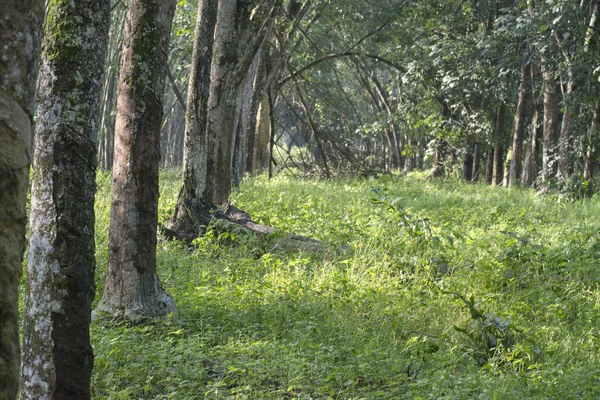 Scenario Presso Fattoria Degli Alberi Gomma — Foto Stock