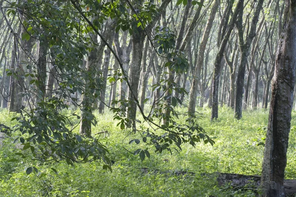 Scenario Presso Fattoria Degli Alberi Gomma — Foto Stock