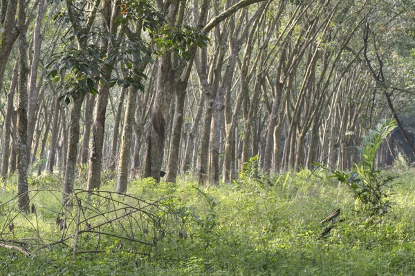 Paisagem Fazenda Árvores Borracha — Fotografia de Stock