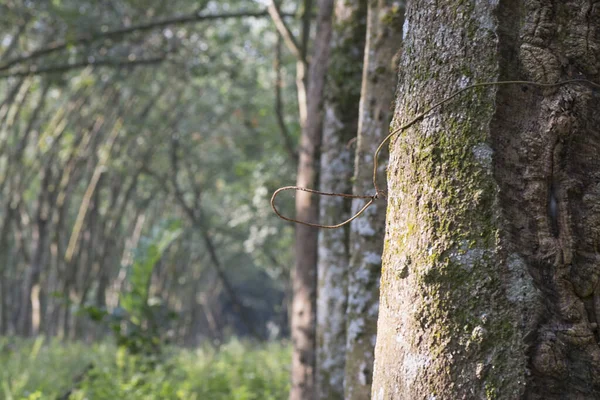 Décor Ferme Arbres Caoutchouc — Photo