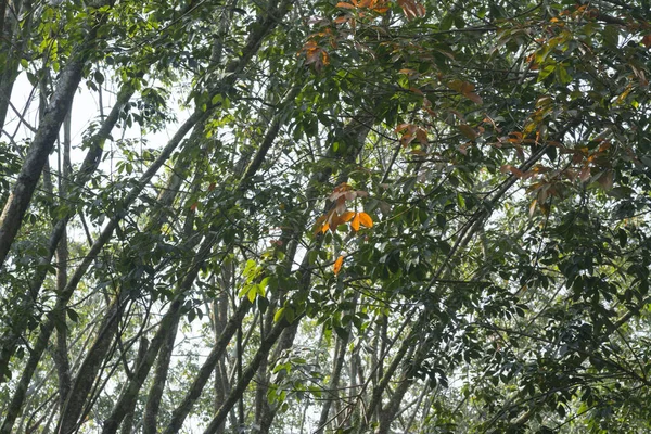 Paisagem Fazenda Árvores Borracha — Fotografia de Stock