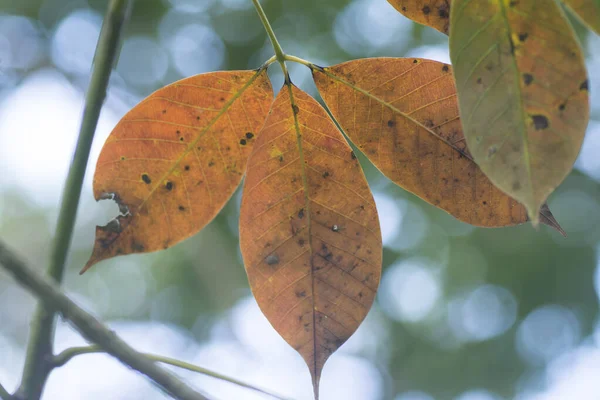 고무나무 — 스톡 사진