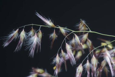 Vahşi Asya festuca otları 