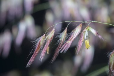 Vahşi Asya festuca otları 