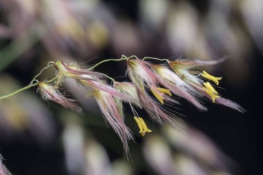 Vahşi Asya festuca otları 