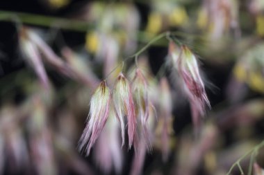 Vahşi Asya festuca otları 
