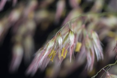 Vahşi Asya festuca otları 