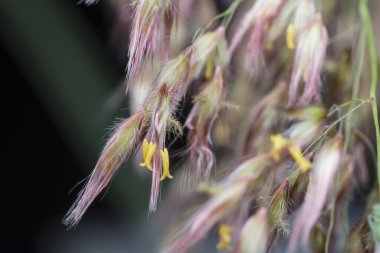 Vahşi Asya festuca otları 