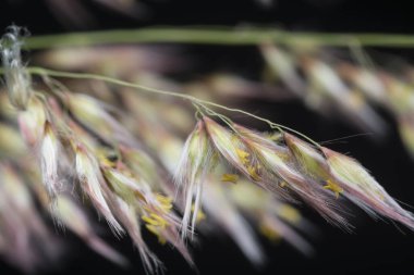 Vahşi Asya festuca otları 