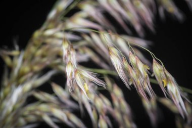 Vahşi Asya festuca otları 