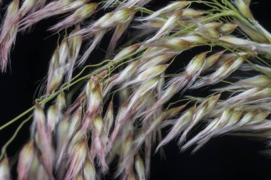 Vahşi Asya festuca otları 