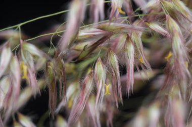 Vahşi Asya festuca otları 