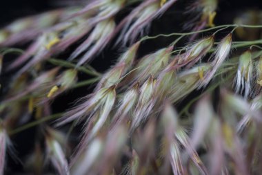 Vahşi Asya festuca otları 