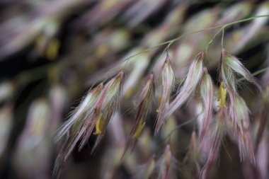 Vahşi Asya festuca otları 