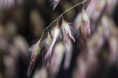 Vahşi Asya festuca otları 
