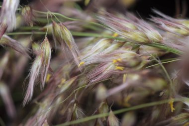 Vahşi Asya festuca otları 