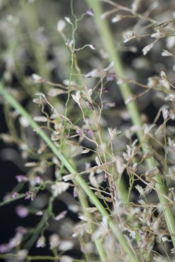 Küçük kokulu Eragrostis cilianensis otu