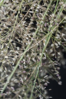 Küçük kokulu Eragrostis cilianensis otu