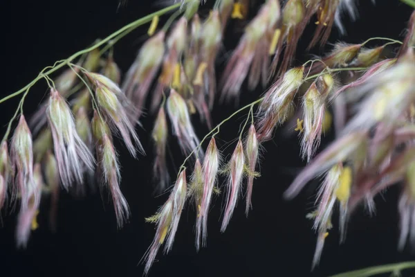 Wildes Asiatisches Festuca Gras — Stockfoto