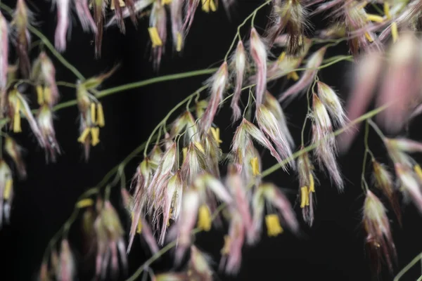 Wildes Asiatisches Festuca Gras — Stockfoto