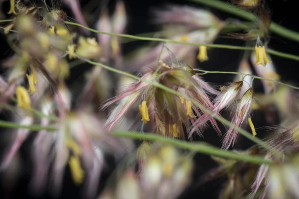 Selvaggio Asiatico Festuca Erba — Foto Stock